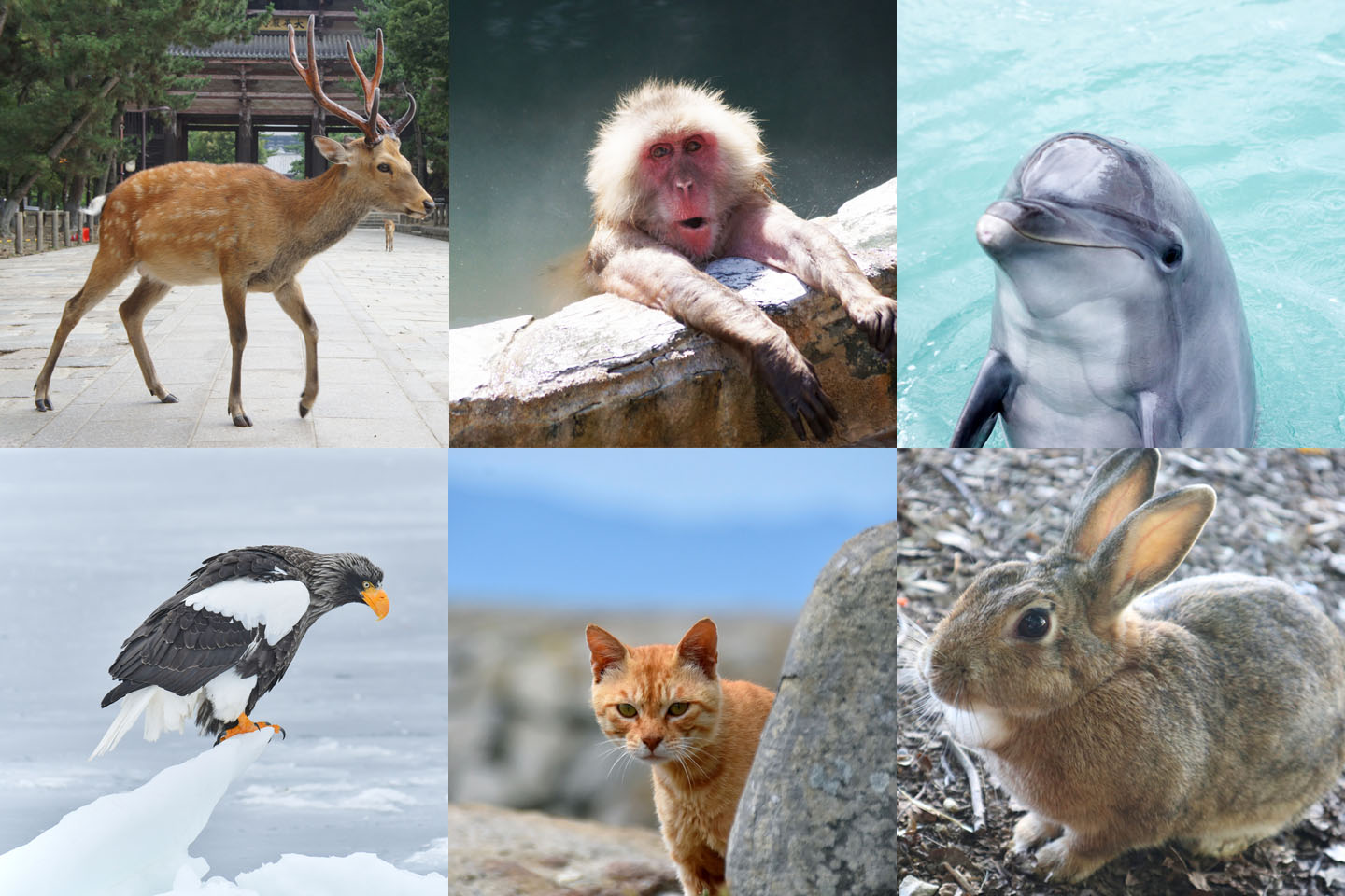 Best Places To See Wild Animals In Japan